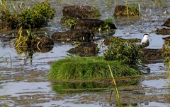 Sterna hirundo longipennis