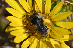 Melissodes microstictus