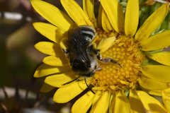 Melissodes microstictus