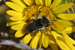 Melissodes microstictus