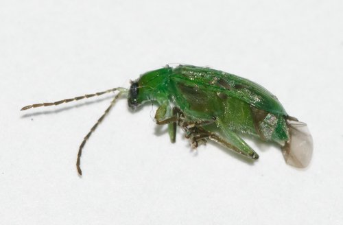 northern corn rootworm