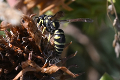 Stenodynerus blandus