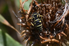 Stenodynerus blandus