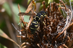 Stenodynerus blandus