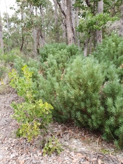 Podocarpus drouynianus