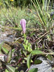 Spigelia alabamensis
