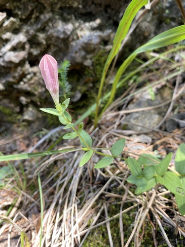 Spigelia alabamensis, photograph 5