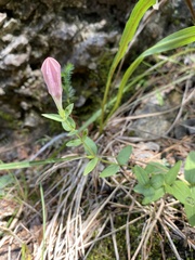 Spigelia alabamensis