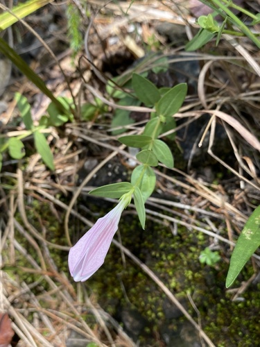 Spigelia alabamensis, photograph 6