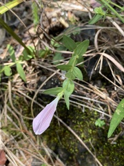 Spigelia alabamensis