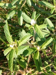Croton glandulosus septentrionalis