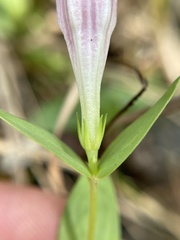 Spigelia alabamensis