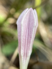 Spigelia alabamensis