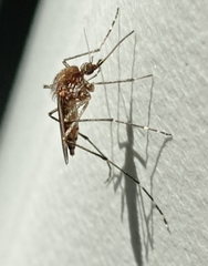 Aedes camptorhynchus