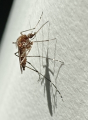 Aedes camptorhynchus