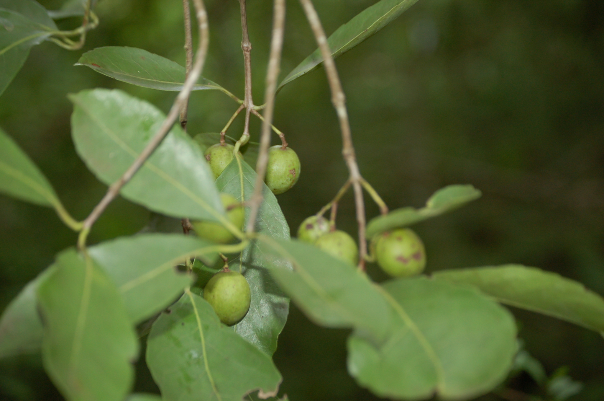 Elaeodendron