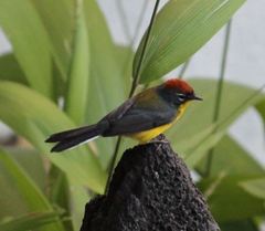 Myioborus brunniceps