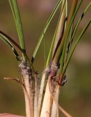 Geochloa rufa