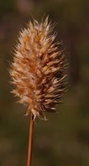 Geochloa rufa