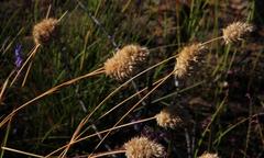 Geochloa rufa