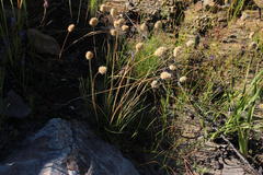 Geochloa rufa