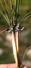 Geochloa rufa