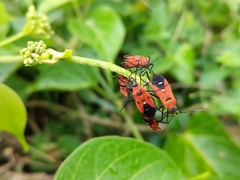 Oncopeltus nigriceps