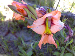 Gladiolus meliusculus