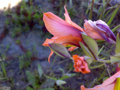 Gladiolus meliusculus