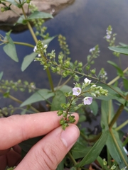 Veronica anagallis-aquatica