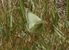 Colias behrii