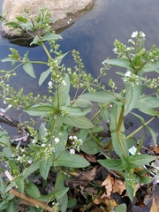 Veronica anagallis-aquatica