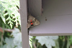 Catocala semirelicta