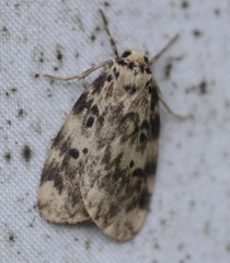 Hectobrocha subnigra