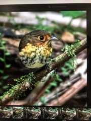 Grallaricula flavirostris