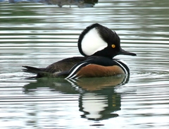 Lophodytes cucullatus image