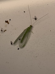 Chrysopa oculata