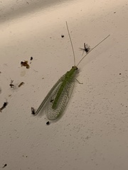 Chrysopa oculata