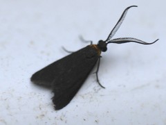 Pollanisus subdolosa