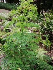 Pteridium pinetorum