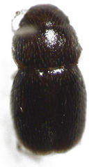 Ptinella ferruginea