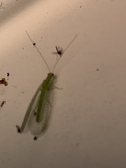 Chrysopa oculata