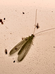 Chrysopa oculata