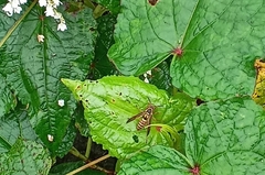 Polistes quadricingulatus