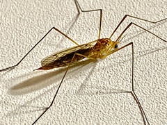 Nephrotoma ferruginea