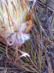 Protea scorzonerifolia