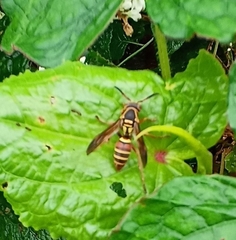 Polistes quadricingulatus