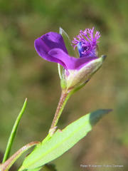 Polygala amatymbica