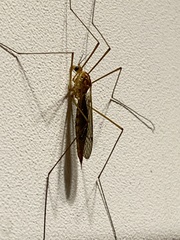 Nephrotoma ferruginea
