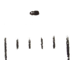 Ptinella ferruginea